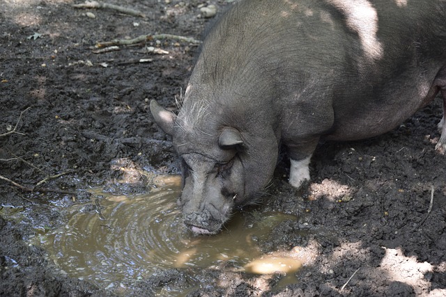 翼的突破 翼的突破